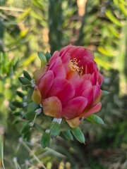 An Eve’s Pin cactus bloom shows vivid petals in red, pink, orange, and yellow, opening to reveal white stamens and a golden center, glowing brightly against the green spiny backdrop.