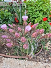 An Easter Lily Cactus with a round green body and fuzzy stems shows one large pink bloom fully open, while many striped buds around it wait to unfold, creating a striking contrast.