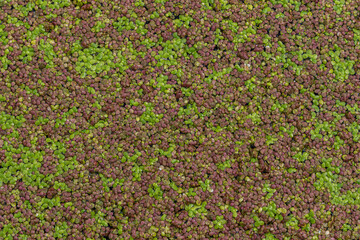 Common duckweed a tiny floating plant forms vibrant green and purple carpets on the surface of still water in a tranquil aquatic environment during daylight