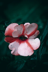 A close up of a white, pink and red Busy Lizzy New Guinea impatiens flower and green leaves