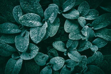 A close up of green Lamb's-ear leaves with rain drops