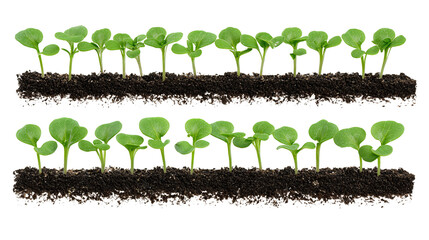 Fresh seedlings aligned in rows with light and dark green cotyledons, isolated on transparent background.
