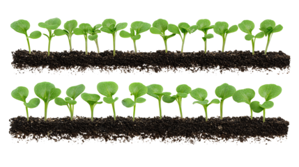 Fresh seedlings aligned in rows with light and dark green cotyledons, isolated on transparent background.
