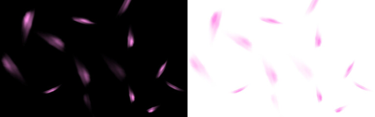 Pink petal overlay on contrasting black and white backgrounds, creating a dreamy atmosphere, ideal for enhancing designs with floral elements and soft textures