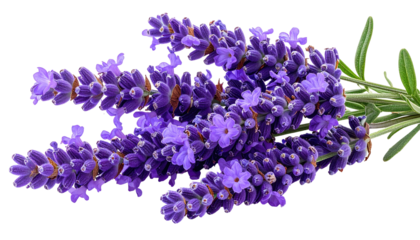 Close-up of lavender flowers