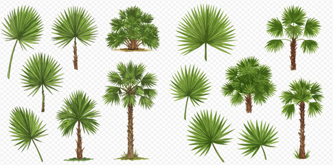 A detailed collection of various fan palm trees and lush green leaves isolated on a transparent background. © studio