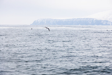 water and snowy shore of Pacific ocean, Avacha bay