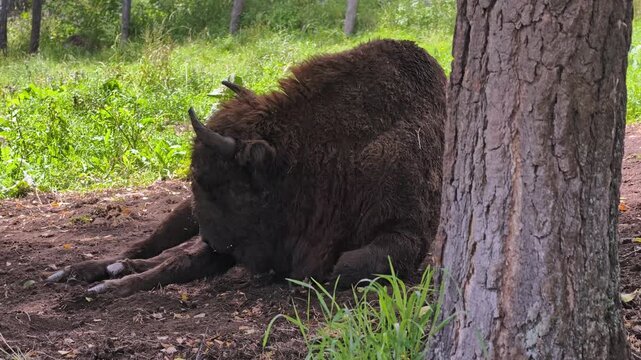 European bison or Bison bonasus lies under a tree in Altai natural environment. Slow motion video.