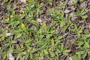 Mouse-ear hawkweed Pilosella officinarum growing abundantly on rocky soil in a sunny meadow during mid-spring