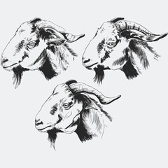 goat head svg cricut, clipart farm animal funny face download