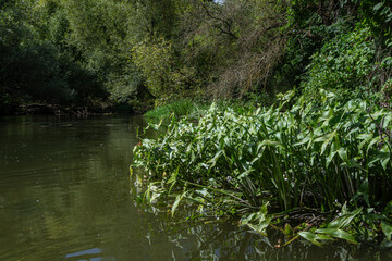 Common arrowhead thrives in freshwater habitat showcasing lush green foliage along the bank of a serene river during midday sun