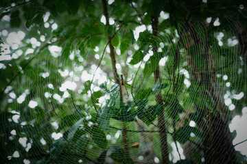 Spider on spider web with blurred green natural background and sunlight at Sai Thong National Park, Chaiyaphum, Thailand. Close up.