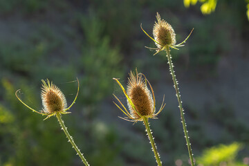 Obraz premium Wild teasel Dipsacus fullonum growing in a natural habitat during golden hour light