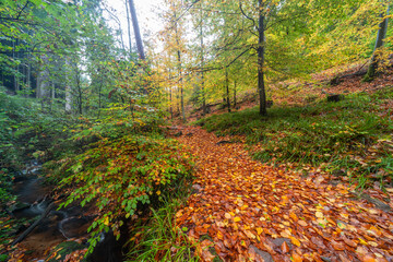 Herbstliche Wanderung im Edenkobener Tal entlang des Triefenbachs mit buntem Laub und kleinen Brücken