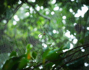 Spider on spider web with blurred green natural background and sunlight at Sai Thong National Park, Chaiyaphum, Thailand. Close up.