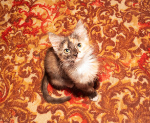 A cute domestic kitten sits on the carpet and looks at the camera