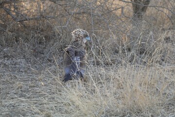 Close-up of an eagle with detailed feathers, captured in natural savanna habitat.