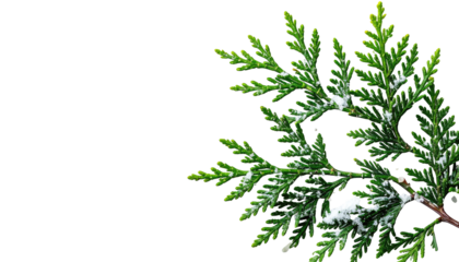Close-up of a snowy evergreen branch