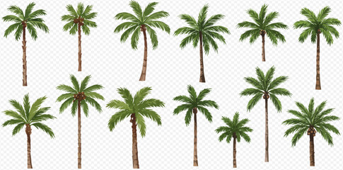 A collection of twelve illustrated tropical palm trees with lush green fronds, isolated on a transparent background.
