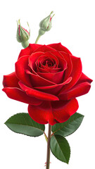 Naklejka premium Close-up of a vibrant red rose with buds