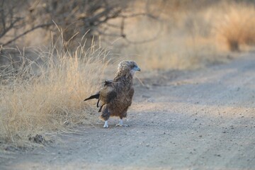 Close-up of an eagle with detailed feathers, captured in natural savanna habitat.
