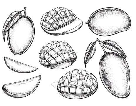 Hand-drawn mango illustrations