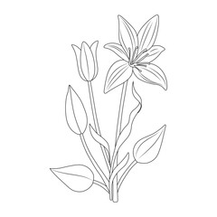 Flower line art vector design.Flower outline illustration design.