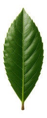 Obraz premium Single laurel leaf.