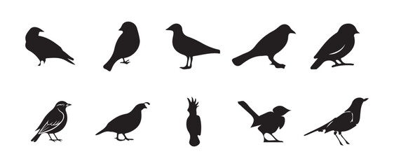 Silhouette set of various bird, flying birds, detailed bird shapes, black and white, vector graphics, silhouette set flying and standing birds vector icon, vector illustration EPS 10.