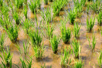 Close Up of Green Rice Seedlings in Paddy Field Agriculture