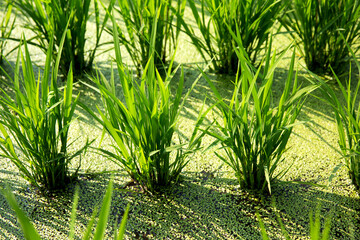 Agricultural Rice Paddy Field Crop with Green Plants Landscape