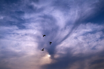 Obraz premium Birds Flying Under Cloudy Sky in Natural Landscape