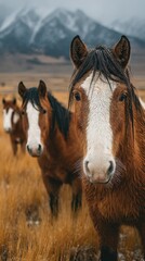 Horses grazing in a mountainous field during a cloudy day in the countryside