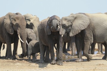 African elephant drinking at waterhole in Kruger National Park, South Africa, safari wildlife and conservation image.