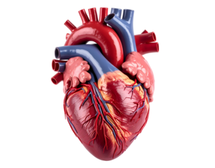 A detailed anatomical model of a human heart showcasing its intricate structure and blood vessels in vivid colors.