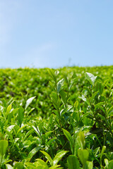 Close-up of Fresh Green Tea Seedlings in Lush Natural Landscape