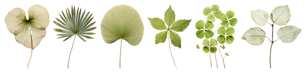 PNG Assorted delicate botanical leaf illustrations, element set on transparent background