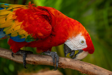 Scarlet Macaw closeup