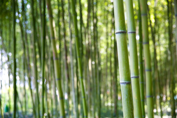 Green Bamboo Grove Forest Natural Landscape Photography