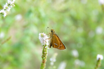 Butterfly Insect Macro Photography In Natural Outdoor Setting