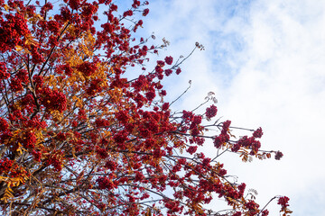 red berries, vibrant and sky blue is the rowan tree, a beautiful show with autumn on display in the sky.