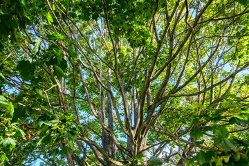 Close Up Of A Large Tree With Green Leaves In Early Morning Light Against A Blue Sky