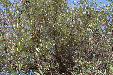 olive tree in crete in greece