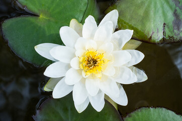White Water Lily Bloom With Flower Center Detail
