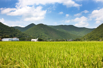 Fototapeta premium Rice Paddy Farmland Life In Traditional Agricultural Setting