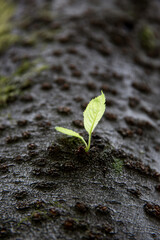 Green Sprouting Tree Plant In Natural Growth Environment