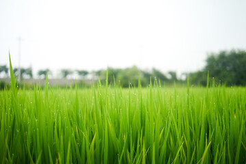 Early Morning Dew On Rice Paddy In Natural Farm Environment