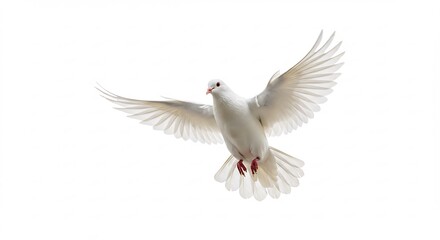 Obraz premium Weisse Taube schwebt elegant sanft im hellen Licht. AI Generated