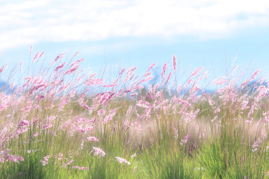 Beautiful Pink Reed Landscape Natural Scenic View