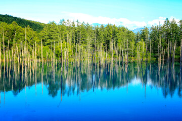 Serene Bamboo Forest Surrounding Crystal Clear Lake Horizon